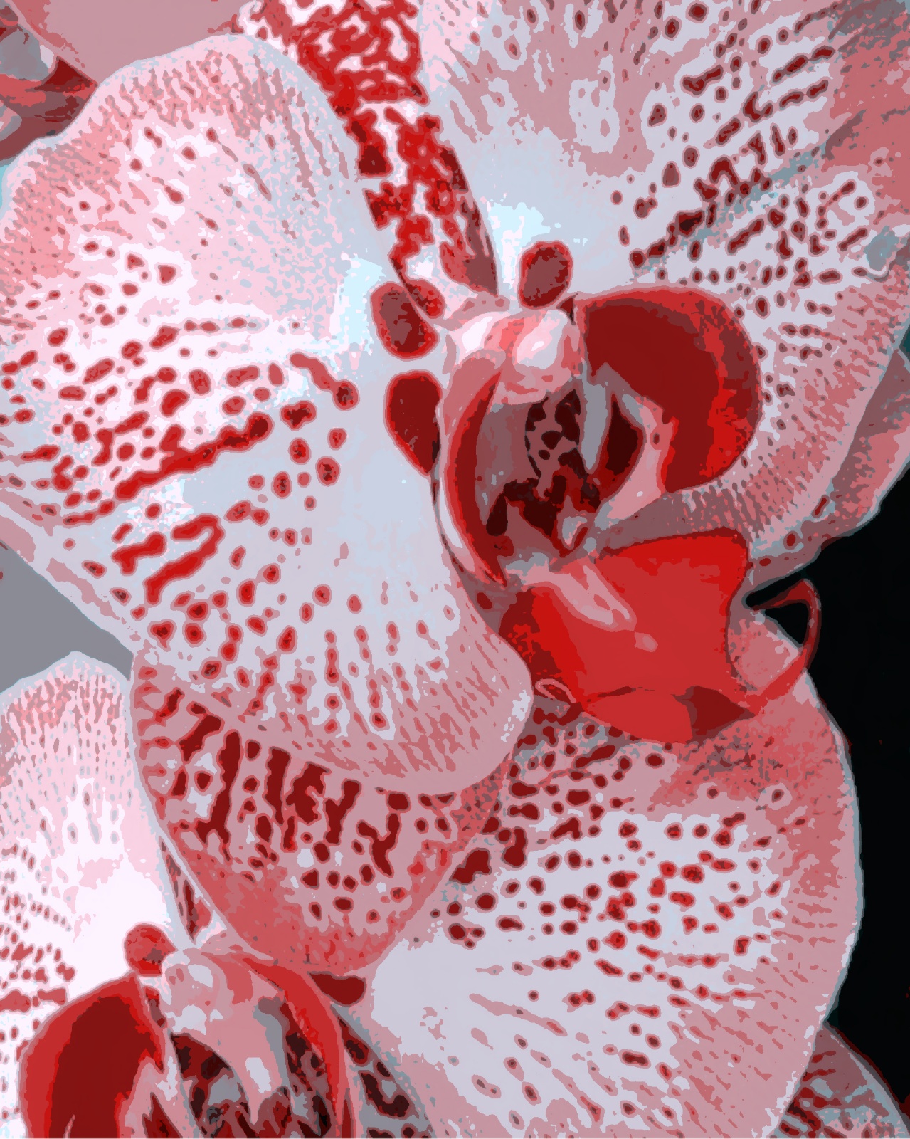 Pink Orchid